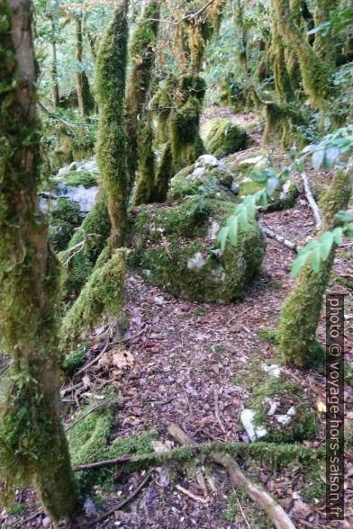 Les mousses couvrent les troncs des arbres. Photo © André M. Winter