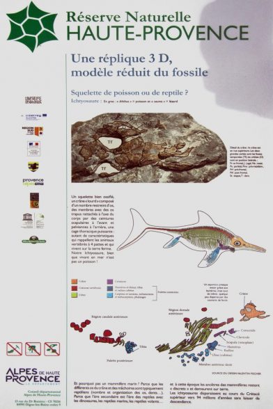 Panneau sur l'ichtysaure