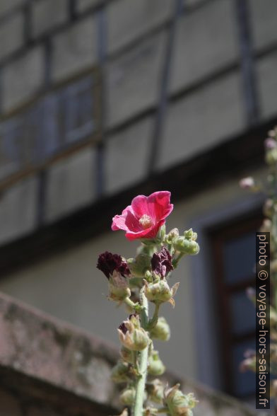 L'été à Speyer. Photo © Alex Medwedeff