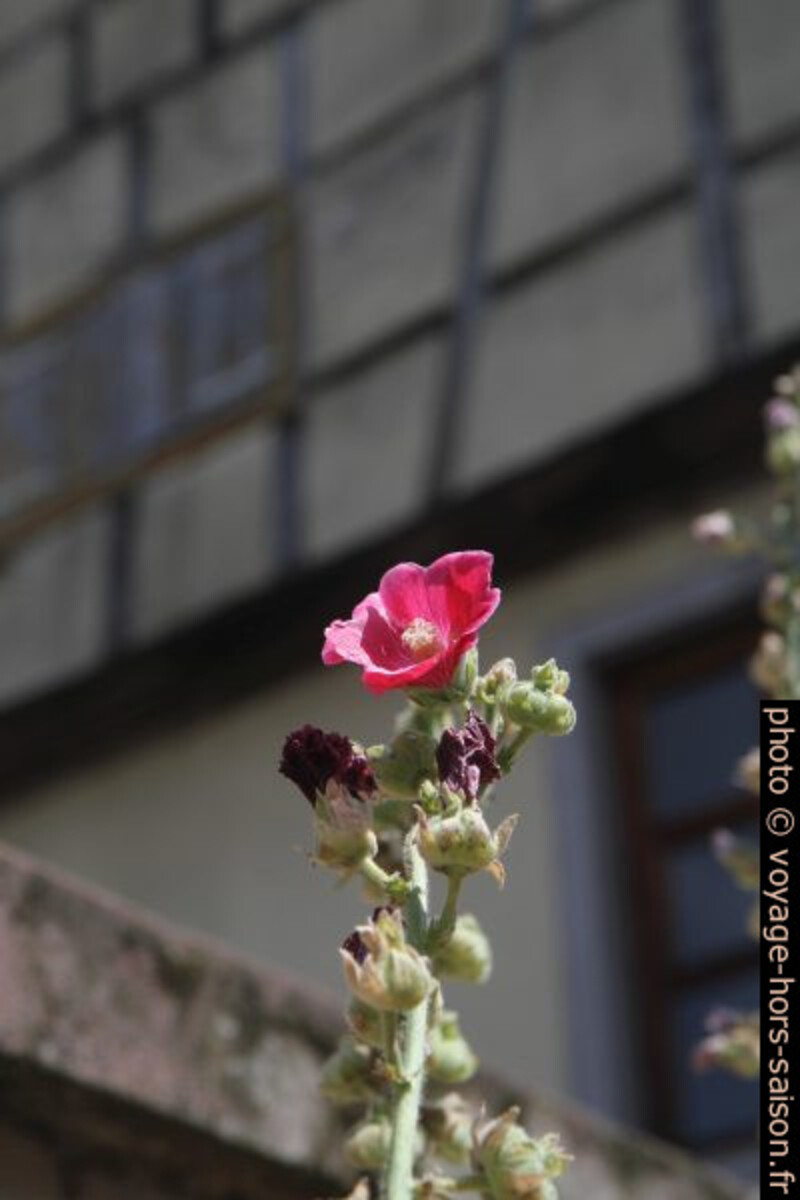 L'été à Speyer. Photo © Alex Medwedeff