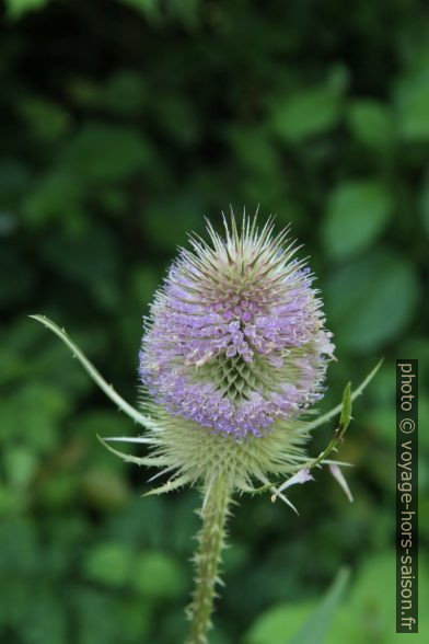 Chardons du jardin d'Inzigkofen. Photo © Alex Medwedeff