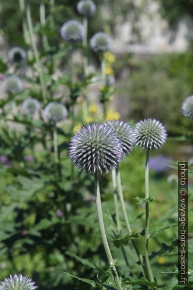 Chardons du jardin d'Inzigkofen. Photo © Alex Medwedeff