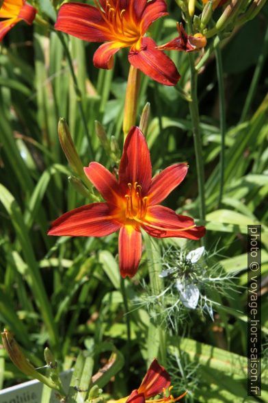 Fleurs du jardin d'Inzigkofen. Photo © Alex Medwedeff