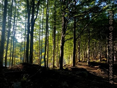 Lever de soleil dans la forêt. Photo © André M. Winter