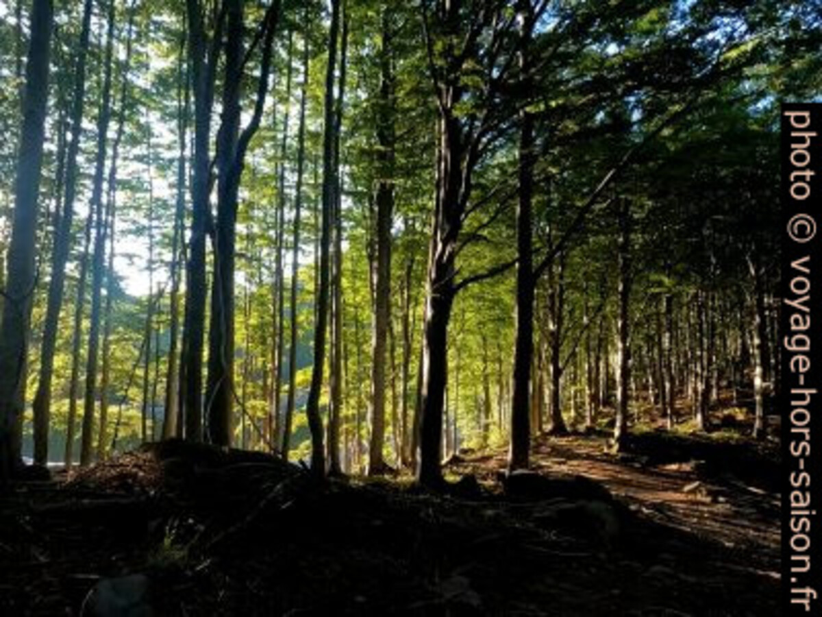Lever de soleil dans la forêt. Photo © André M. Winter