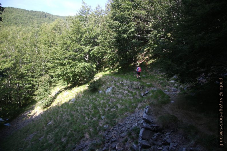 Anciens chemins de passage dans la forêt. Photo © André M. Winter