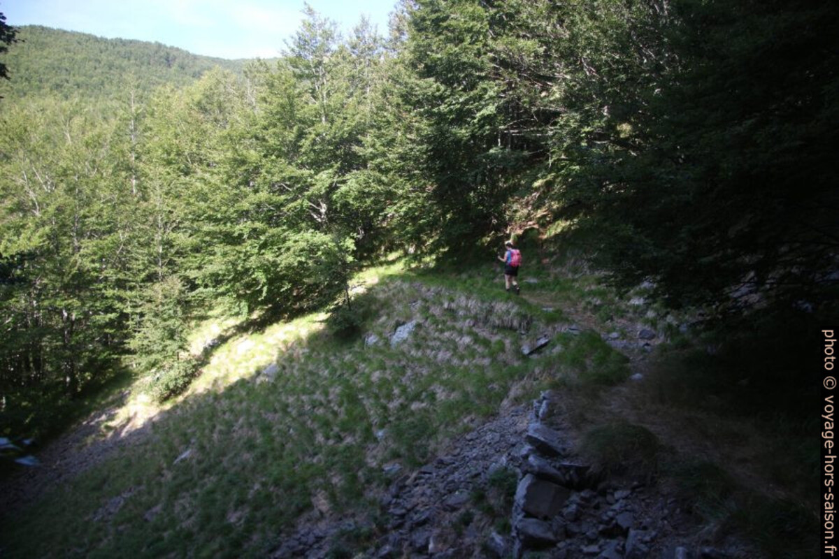 Anciens chemins de passage dans la forêt. Photo © André M. Winter
