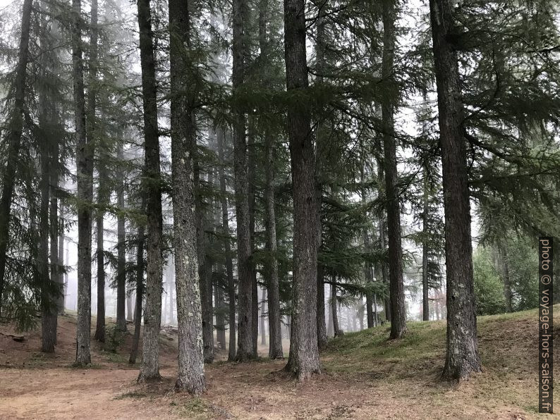 La forêt d'Abetone. Photo © Alex Medwedeff