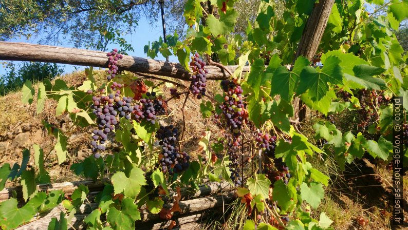 Grappes de raisin. Photo © André M. Winter