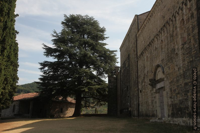 Cèdre sur le pré autour du Duomo di San Cristoforo di Barga. Photo © Alex Medwedeff