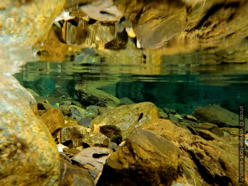 Têtards dans l'eau fraîche de la Turrite Secca. Photo © André M. Winter