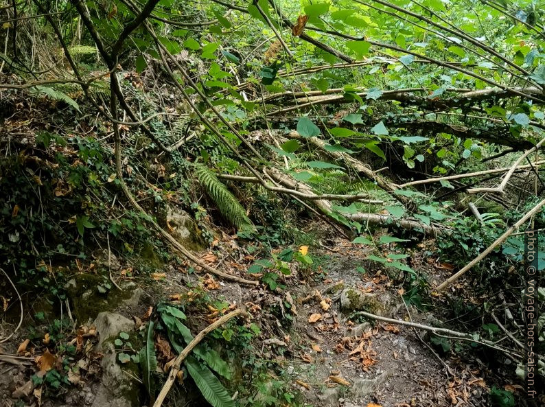 Branches en travers de l'ancien sentier ex-3 entre la Foce di San Rocchino et Farnocchia. Photo © André M. Winter