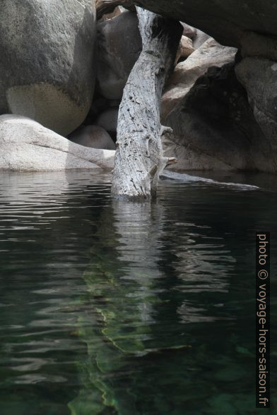 Un tronc dans une vasque de la Figarella. Photo © Alex Medwedeff