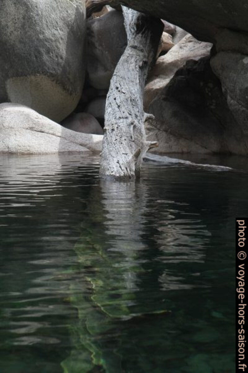 Un tronc dans une vasque de la Figarella. Photo © Alex Medwedeff