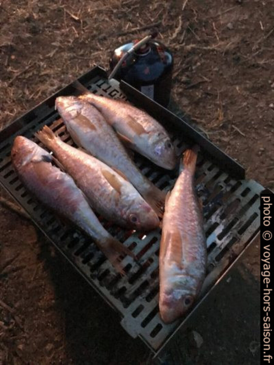 Rougets sur notre barbecue Skotti. Photo © Alex Medwedeff