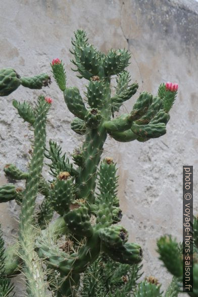 Cactées dans la citadelle de Calvi. Photo © Alex Medwedeff