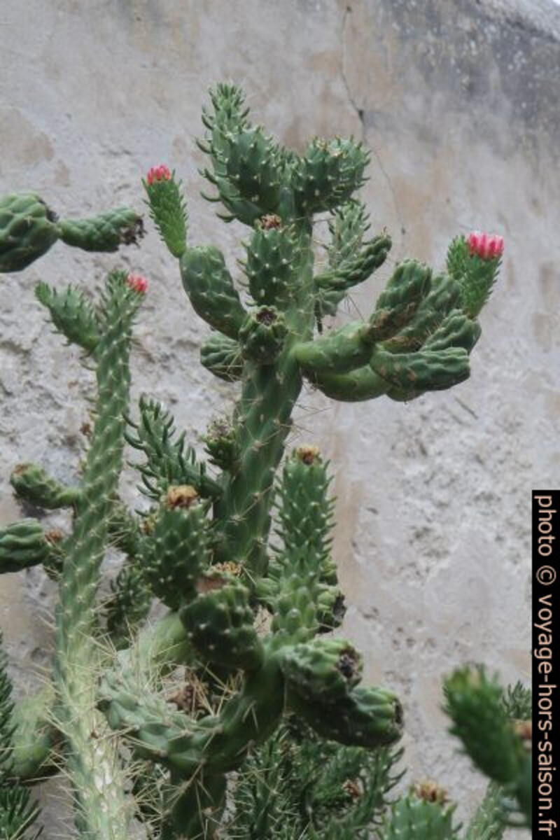 Cactées dans la citadelle de Calvi. Photo © Alex Medwedeff