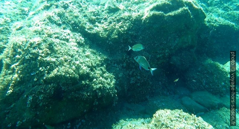 Poissons dans la Baie d'E Gradelle. Photo © Alex Medwedeff