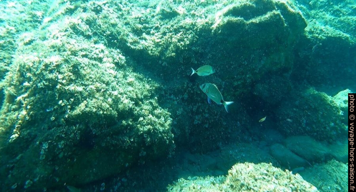 Poissons dans la Baie d'E Gradelle. Photo © Alex Medwedeff