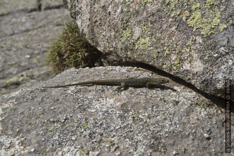 Un lézard. Photo © Alex Medwedeff