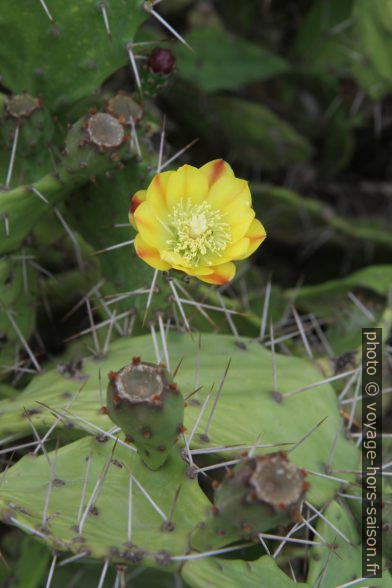 Cactus avec fleur. Photo © Alex Medwedeff