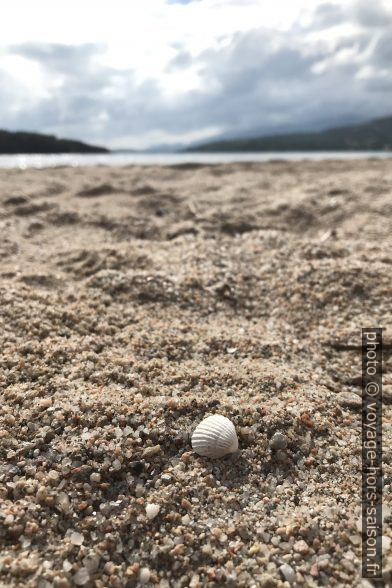 Petit coquillage sur sable. Photo © Alex Medwedeff