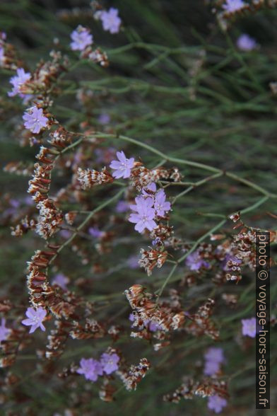 Fleur maritime violette. Photo © Alex Medwedeff