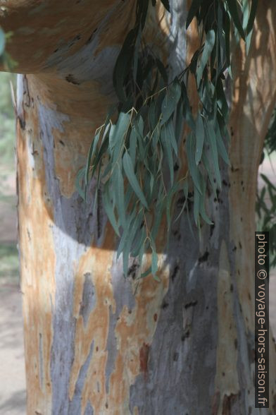 Tronc d'eucalyptus. Photo © Alex Medwedeff