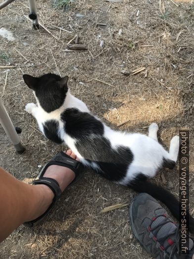 Le chat du Camping U Sole Marinu. Photo © Alex Medwedeff