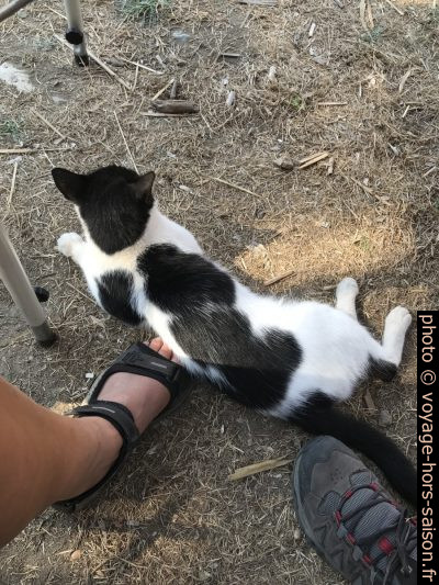 Le chat du Camping U Sole Marinu. Photo © Alex Medwedeff