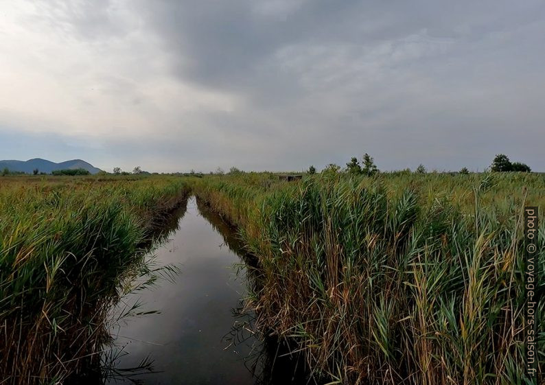 Marais de Massaciuccoli. Photo © André M. Winter