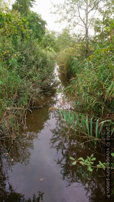 Canal dans le Marais de Massaciuccoli. Photo © André M. Winter