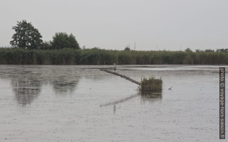 Héron sur le Lac de Massaciuccoli. Photo © André M. Winter