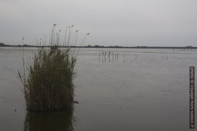 Roseaux sur le Lac de Massaciuccoli. Photo © André M. Winter