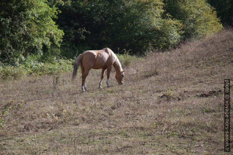 Cheval blond. Photo © André M. Winter