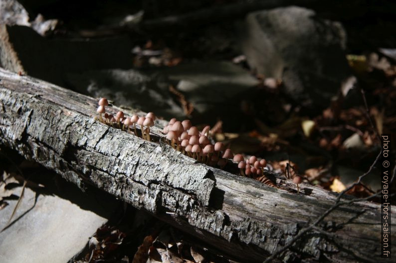 Champignons sur du bois mort. Photo © André M. Winter