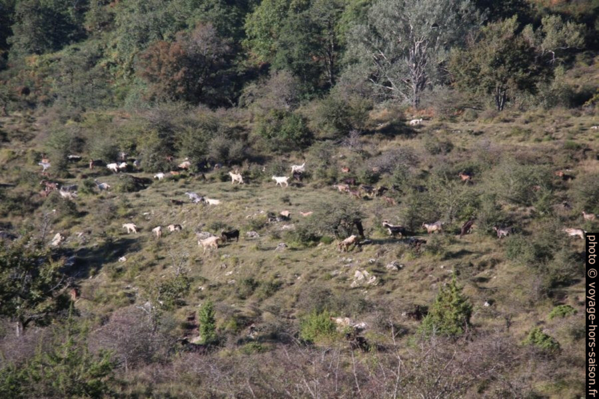 Chèvres. Photo © André M. Winter