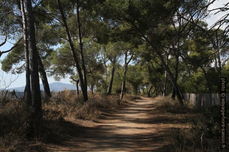 Chemin sous les pins entre Miramar et Pothuau. Photo © Alex Medwedeff