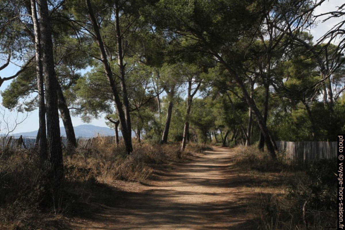Chemin sous les pins entre Miramar et Pothuau. Photo © Alex Medwedeff