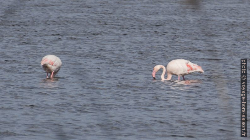 Deux flamants roses. Photo © André M. Winter