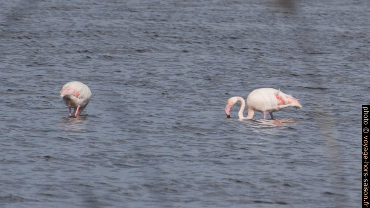 Deux flamants roses. Photo © André M. Winter