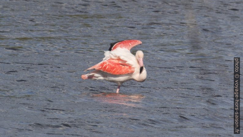 Flamant rose. Photo © André M. Winter