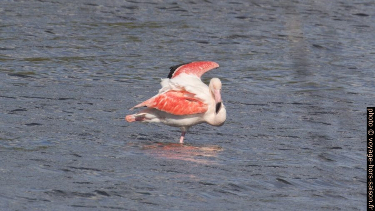 Flamant rose. Photo © André M. Winter
