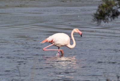 Flamant rose. Photo © André M. Winter