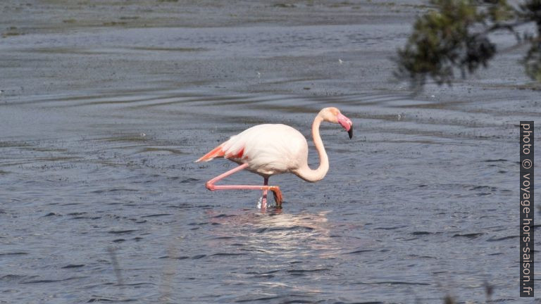 Flamant rose. Photo © André M. Winter