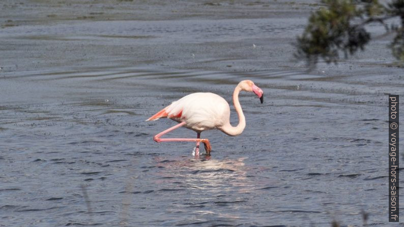 Flamant rose. Photo © André M. Winter