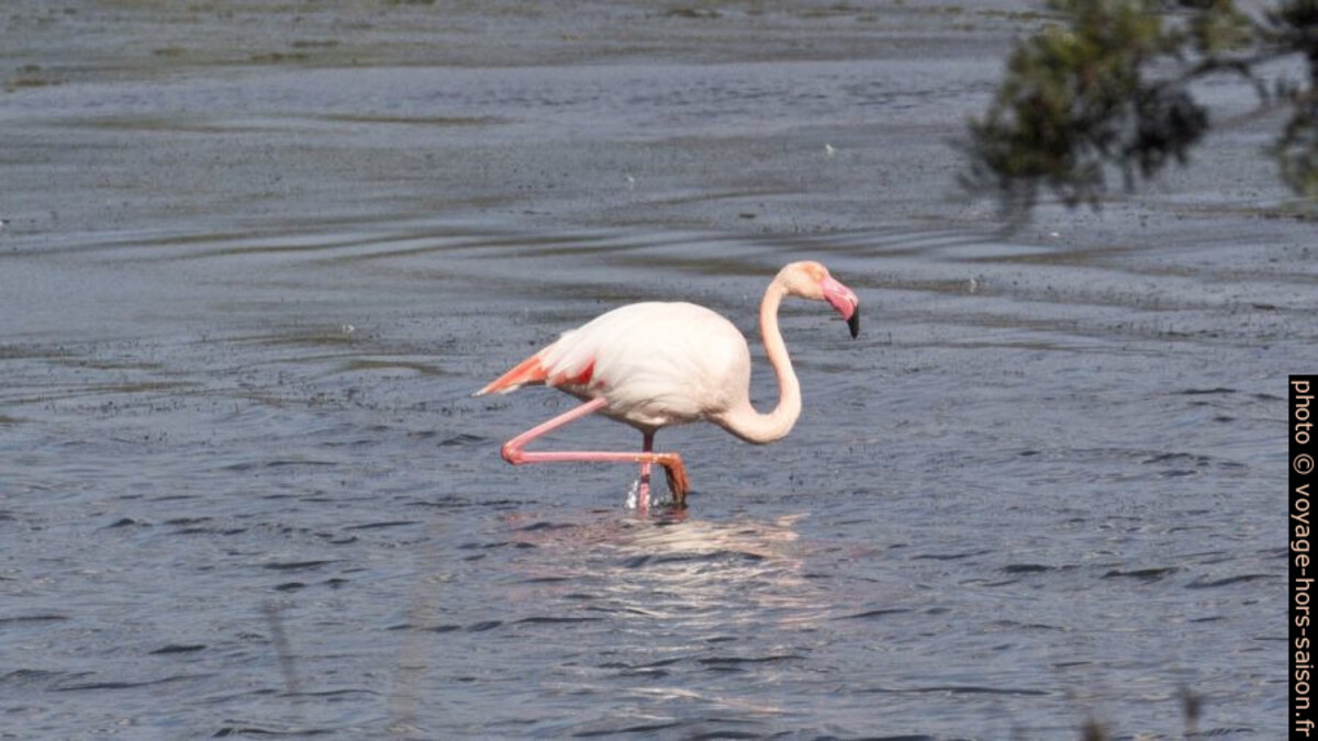 Flamant rose. Photo © André M. Winter