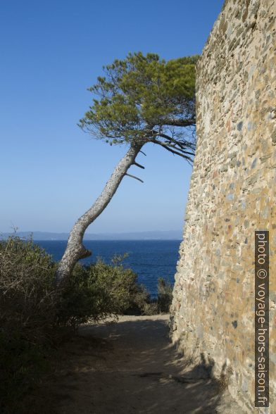 Pin et mur du Fort de la Pointe de l'Alycastre. Photo © Alex Medwedeff