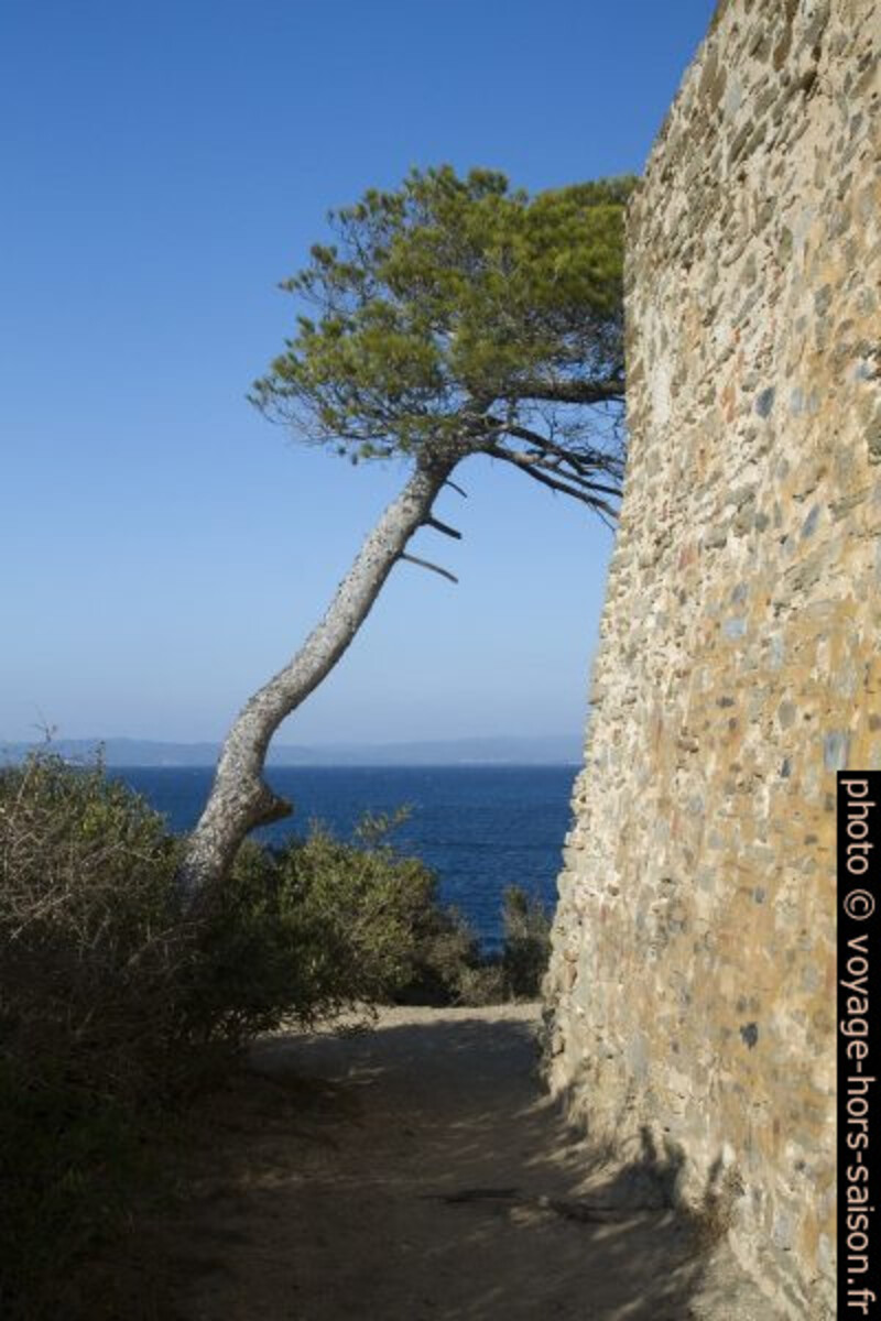 Pin et mur du Fort de la Pointe de l'Alycastre. Photo © Alex Medwedeff