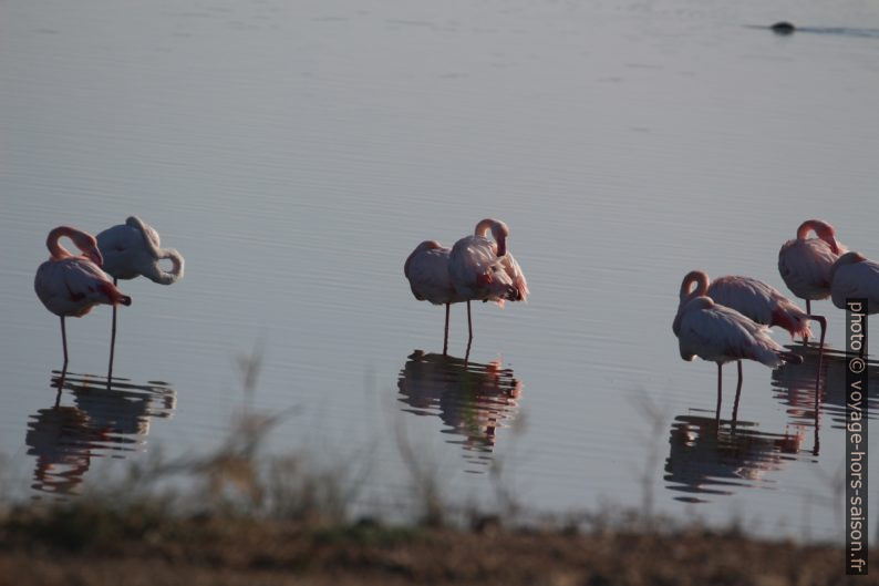 Flamants roses sur l'Etang des Pesquiers. Photo © André M. Winter